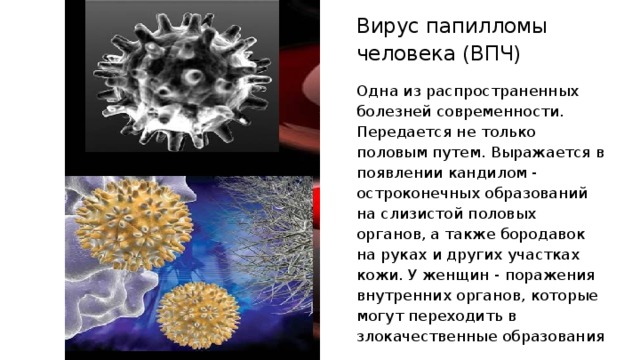 Передается ли впч через презентация