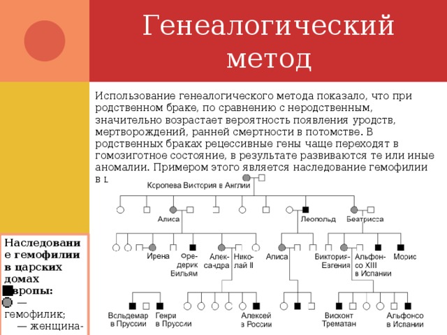 Генеалогический метод фото