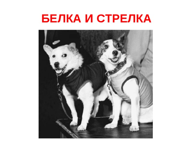 БЕЛКА И СТРЕЛКА 