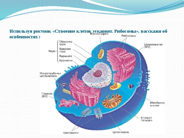 На рисунке изображен процесс метаболизма эукариотической клетки. Основные части клетки эукариот. Рисунок эукариотической клетки с обозначениями. Строение клетки эукариот рисунок. Общий план строения эукариотической клетки.
