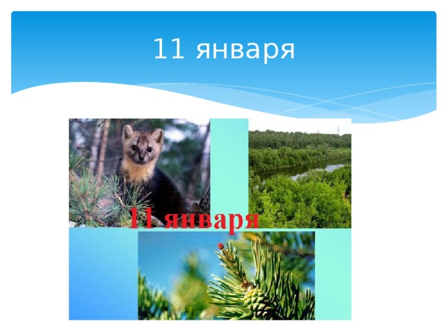 11 января