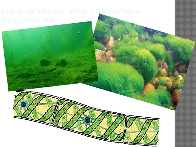 Сине-зелёные или Спирогира водоросли   