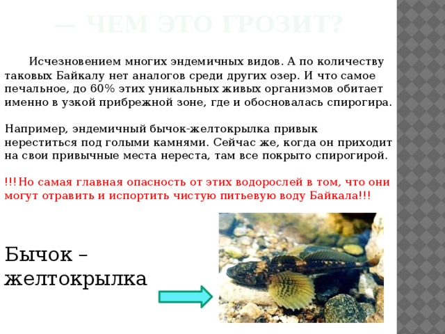 Живые организмы байкала. Озеро Байкал живые организмы. Уникальные живые организмы. Эндемичные обитатели Байкала. Эндемичные виды организмов Байкала.