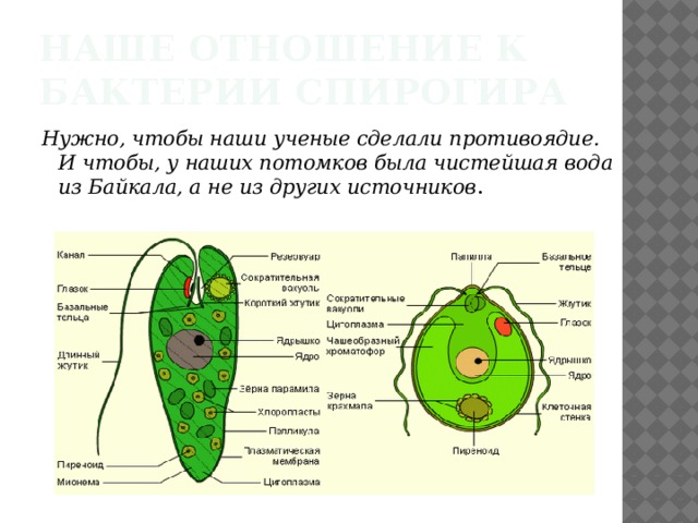 наше отношение к бактерии Спирогира Нужно, чтобы наши ученые сделали противоядие. И чтобы, у наших потомков была чистейшая вода из Байкала, а не из других источников . 