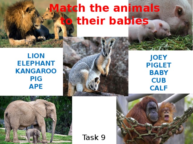 Match the animals to their babies LION ELEPHANT KANGAROO PIG APE JOEY PIGLET BABY CUB CALF Task 9