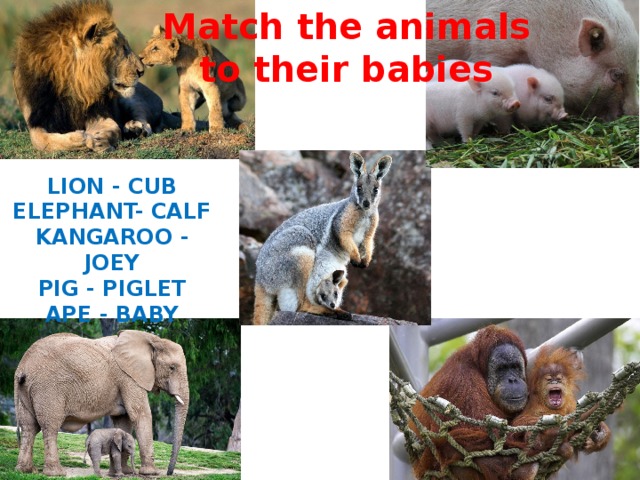 Match the animals to their babies LION - CUB ELEPHANT- CALF KANGAROO - JOEY PIG - PIGLET APE - BABY