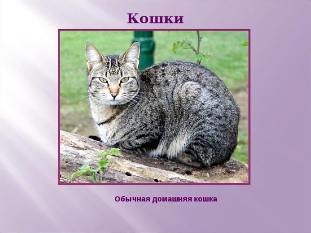 Кошки Обычная  домашняя кошка 