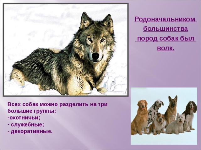 Родоначальником большинства  пород собак был волк.  Всех собак можно разделить на три большие группы: охотничьи;  служебные; - декоративные.  