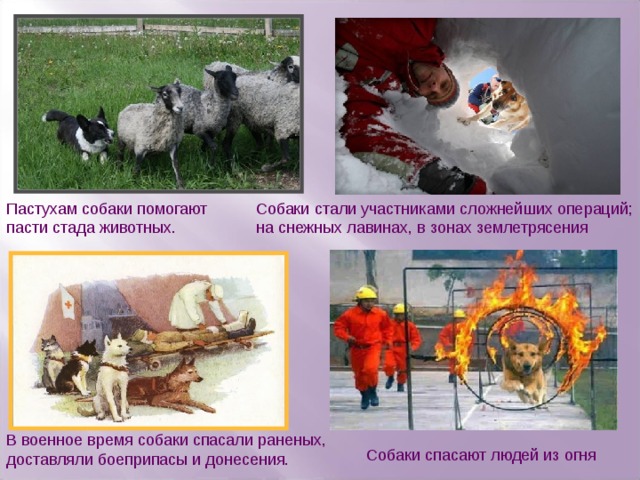 Пастухам собаки помогают пасти стада животных. Собаки стали участниками сложнейших операций; на снежных лавинах, в зонах землетрясения В военное время собаки спасали раненых, доставляли боеприпасы и донесения. Собаки спасают людей из огня 