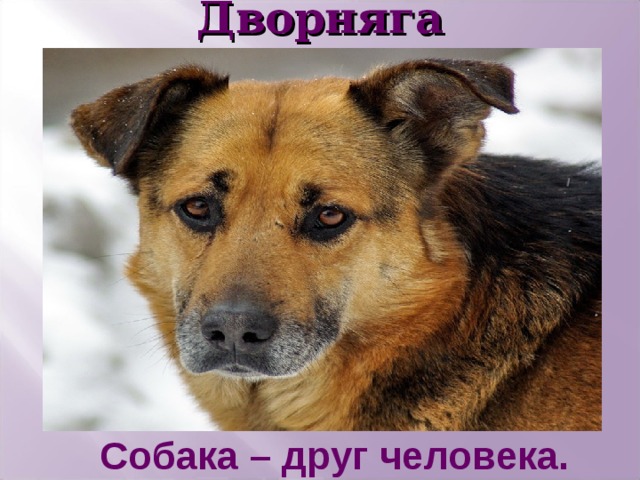 Дворняга Собака – друг человека. 
