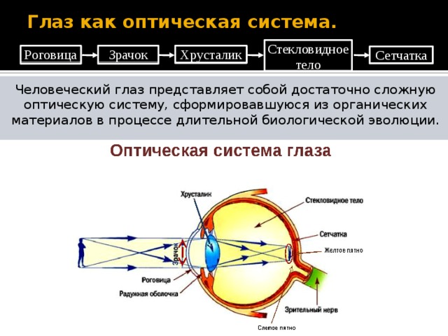 Роговица зрительная зона коры мозга стекловидное тело. Строение глаза ход лучей в оптической системе глаза. Строение и функции оптической системы глаза. Оптическая система глаза хрусталик. Схема оптической системы глаза.