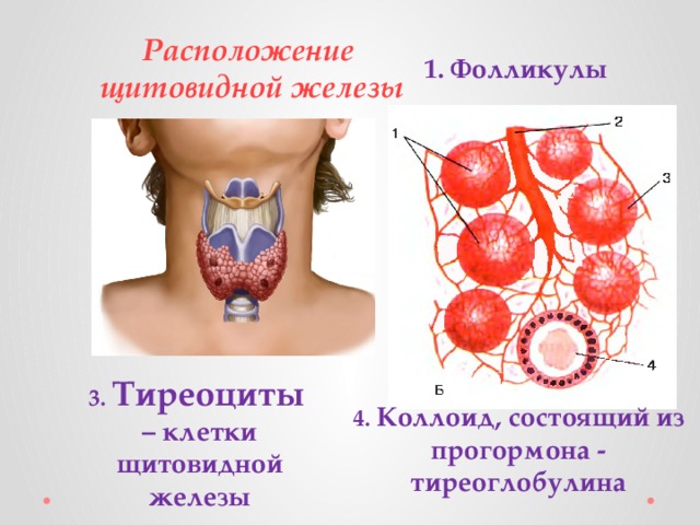 Расположение  щитовидной железы Фолликулы 3. Тиреоциты  – клетки щитовидной железы 4. Коллоид, состоящий из прогормона - тиреоглобулина 