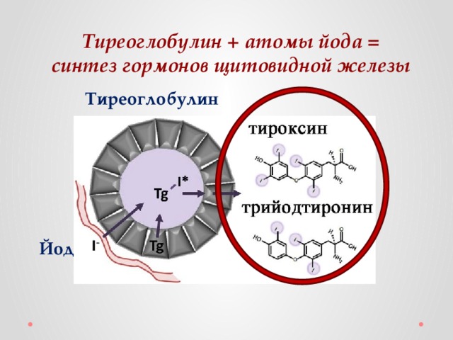 Тиреоглобулин + атомы йода = синтез гормонов щитовидной железы Тиреоглобулин Йод 