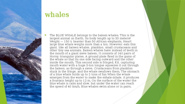whales The BLUE WHALE belongs to the baleen whales. This is the largest animal on Earth. Its body length up to 33 meters! Weight — 150 t: heavier than 50 African elephants. Heart large blue whale weighs more than a ton. However, eats this giant, like all baleen whales, plankton, small crustaceans and other tiny sea animals. Baleen whales have instead of teeth in the mouth of a giant sieve baleen. It consists of 140 pairs of Horny, triangular plates. A ground plate fixed in the gums of the whale so that its one side facing outward and the other inside the mouth. This second side is fringed. Kit, capturing mouth water with a huge 3-ton tongue squeezes it out through the baleen, as through a sieve. Crustaceans from plankton stuck in the fringe, and the whale swallows them. The stomach of a blue whale holds up to 2 tons of fun When the whale emerges from the water to make the exhale-inhale, it produces a fountain height up to 12 m. On the surface of the water the blue whale is calm and slow, but under the water can reach the speed of 40 km/h. Blue whales swim alone or in pairs. 