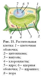 Структура и функции пластид