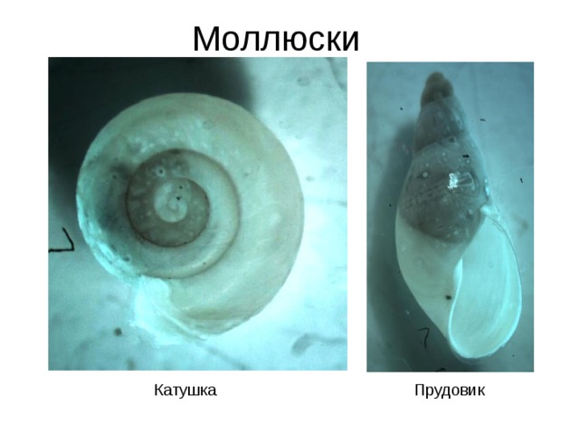 Моллюски Катушка Прудовик 