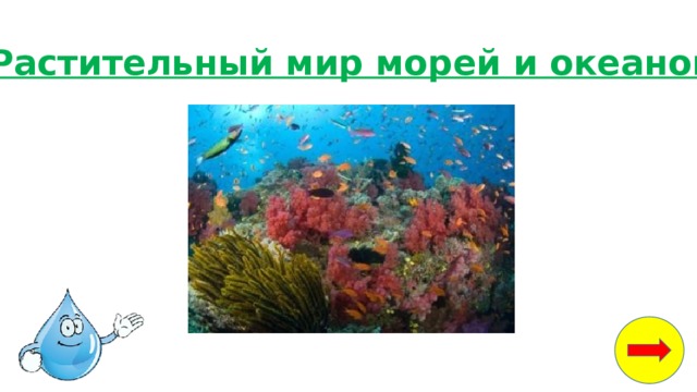 Растительный мир морей и океанов 