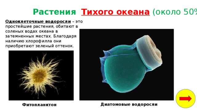 белые медведи водоросли рыбы кальмары крабы морские котики мелкие ракообразные и моллюски. Смотреть фото белые медведи водоросли рыбы кальмары крабы морские котики мелкие ракообразные и моллюски. Смотреть картинку белые медведи водоросли рыбы кальмары крабы морские котики мелкие ракообразные и моллюски. Картинка про белые медведи водоросли рыбы кальмары крабы морские котики мелкие ракообразные и моллюски. Фото белые медведи водоросли рыбы кальмары крабы морские котики мелкие ракообразные и моллюски