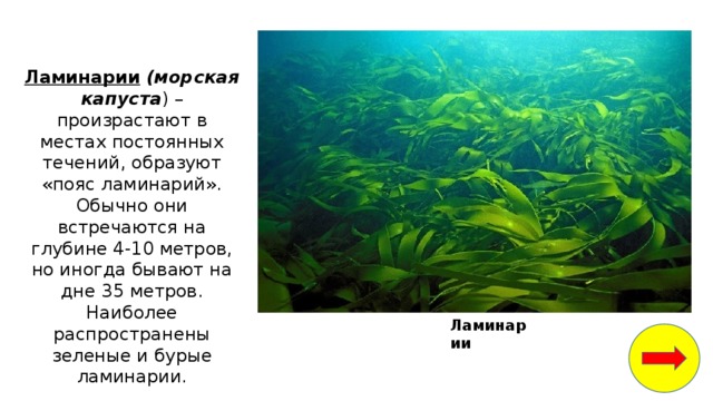 белые медведи водоросли рыбы кальмары крабы морские котики мелкие ракообразные и моллюски. Смотреть фото белые медведи водоросли рыбы кальмары крабы морские котики мелкие ракообразные и моллюски. Смотреть картинку белые медведи водоросли рыбы кальмары крабы морские котики мелкие ракообразные и моллюски. Картинка про белые медведи водоросли рыбы кальмары крабы морские котики мелкие ракообразные и моллюски. Фото белые медведи водоросли рыбы кальмары крабы морские котики мелкие ракообразные и моллюски