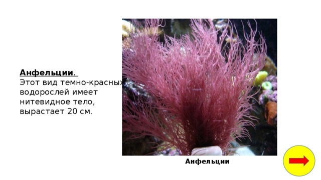 белые медведи водоросли рыбы кальмары крабы морские котики мелкие ракообразные и моллюски. Смотреть фото белые медведи водоросли рыбы кальмары крабы морские котики мелкие ракообразные и моллюски. Смотреть картинку белые медведи водоросли рыбы кальмары крабы морские котики мелкие ракообразные и моллюски. Картинка про белые медведи водоросли рыбы кальмары крабы морские котики мелкие ракообразные и моллюски. Фото белые медведи водоросли рыбы кальмары крабы морские котики мелкие ракообразные и моллюски