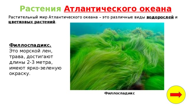 Растения Атлантического океана Растительный мир Атлантического океана – это различные виды водорослей и цветковых растений . Филлоспадикс.   Это морской лен, трава, достигают длины 2-3 метра, имеют ярко-зеленую окраску. Филлоспадикс 