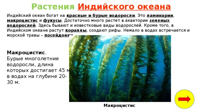 Растения Индийского океана Индийский океан богат на красные и бурые водоросли . Это ламинарии , макроцистис и фукусы . Достаточно много растет в акватории зеленых водорослей . Здесь бывают и известковые виды водорослей. Кроме того, в Индийском океане растут кораллы , создают рифы. Немало в водах встречается и морской травы – посейдонии. Макроцистис . Бурые многолетние водоросли, длина которых достигает 45 м в водах на глубине 20-30 м. Макроцистис  