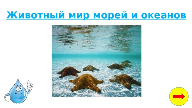 белые медведи водоросли рыбы кальмары крабы морские котики мелкие ракообразные и моллюски. Смотреть фото белые медведи водоросли рыбы кальмары крабы морские котики мелкие ракообразные и моллюски. Смотреть картинку белые медведи водоросли рыбы кальмары крабы морские котики мелкие ракообразные и моллюски. Картинка про белые медведи водоросли рыбы кальмары крабы морские котики мелкие ракообразные и моллюски. Фото белые медведи водоросли рыбы кальмары крабы морские котики мелкие ракообразные и моллюски