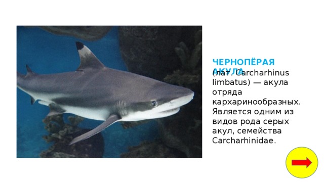 ЧЕРНОПЁРАЯ АКУЛА (лат. Carcharhinus limbatus) — акула отряда кархаринообразных. Является одним из видов рода серых акул, семейства Carcharhinidae. 