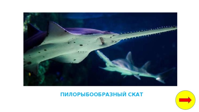 белые медведи водоросли рыбы кальмары крабы морские котики мелкие ракообразные и моллюски. Смотреть фото белые медведи водоросли рыбы кальмары крабы морские котики мелкие ракообразные и моллюски. Смотреть картинку белые медведи водоросли рыбы кальмары крабы морские котики мелкие ракообразные и моллюски. Картинка про белые медведи водоросли рыбы кальмары крабы морские котики мелкие ракообразные и моллюски. Фото белые медведи водоросли рыбы кальмары крабы морские котики мелкие ракообразные и моллюски