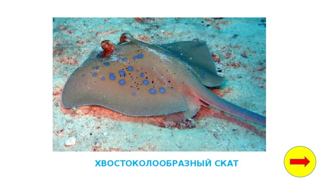 белые медведи водоросли рыбы кальмары крабы морские котики мелкие ракообразные и моллюски. Смотреть фото белые медведи водоросли рыбы кальмары крабы морские котики мелкие ракообразные и моллюски. Смотреть картинку белые медведи водоросли рыбы кальмары крабы морские котики мелкие ракообразные и моллюски. Картинка про белые медведи водоросли рыбы кальмары крабы морские котики мелкие ракообразные и моллюски. Фото белые медведи водоросли рыбы кальмары крабы морские котики мелкие ракообразные и моллюски