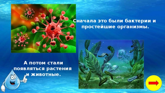 Сначала это были бактерии и простейшие организмы. А потом стали появляться растения и животные. 