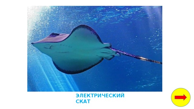 белые медведи водоросли рыбы кальмары крабы морские котики мелкие ракообразные и моллюски. Смотреть фото белые медведи водоросли рыбы кальмары крабы морские котики мелкие ракообразные и моллюски. Смотреть картинку белые медведи водоросли рыбы кальмары крабы морские котики мелкие ракообразные и моллюски. Картинка про белые медведи водоросли рыбы кальмары крабы морские котики мелкие ракообразные и моллюски. Фото белые медведи водоросли рыбы кальмары крабы морские котики мелкие ракообразные и моллюски