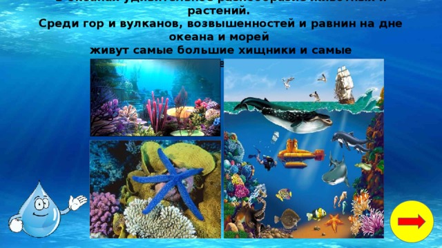 белые медведи водоросли рыбы кальмары крабы морские котики мелкие ракообразные и моллюски. Смотреть фото белые медведи водоросли рыбы кальмары крабы морские котики мелкие ракообразные и моллюски. Смотреть картинку белые медведи водоросли рыбы кальмары крабы морские котики мелкие ракообразные и моллюски. Картинка про белые медведи водоросли рыбы кальмары крабы морские котики мелкие ракообразные и моллюски. Фото белые медведи водоросли рыбы кальмары крабы морские котики мелкие ракообразные и моллюски