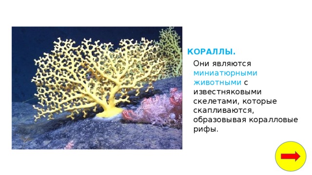 белые медведи водоросли рыбы кальмары крабы морские котики мелкие ракообразные и моллюски. Смотреть фото белые медведи водоросли рыбы кальмары крабы морские котики мелкие ракообразные и моллюски. Смотреть картинку белые медведи водоросли рыбы кальмары крабы морские котики мелкие ракообразные и моллюски. Картинка про белые медведи водоросли рыбы кальмары крабы морские котики мелкие ракообразные и моллюски. Фото белые медведи водоросли рыбы кальмары крабы морские котики мелкие ракообразные и моллюски