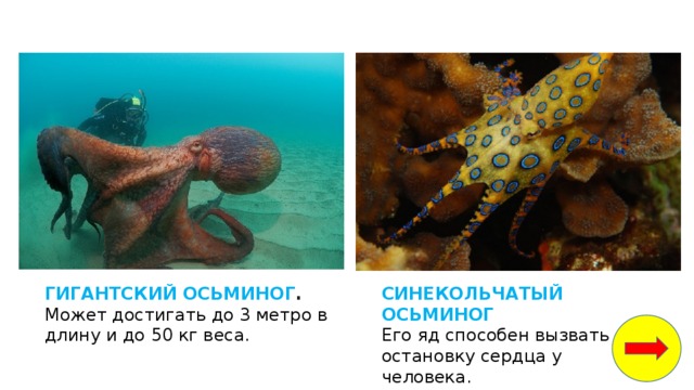 белые медведи водоросли рыбы кальмары крабы морские котики мелкие ракообразные и моллюски. Смотреть фото белые медведи водоросли рыбы кальмары крабы морские котики мелкие ракообразные и моллюски. Смотреть картинку белые медведи водоросли рыбы кальмары крабы морские котики мелкие ракообразные и моллюски. Картинка про белые медведи водоросли рыбы кальмары крабы морские котики мелкие ракообразные и моллюски. Фото белые медведи водоросли рыбы кальмары крабы морские котики мелкие ракообразные и моллюски