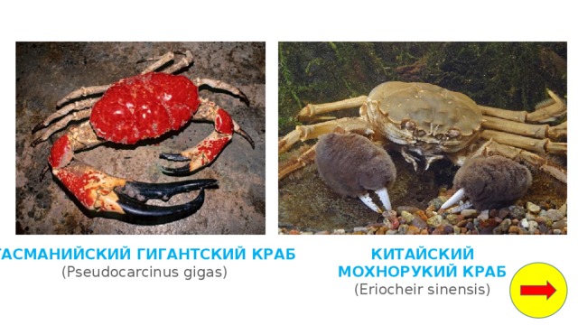 КИТАЙСКИЙ МОХНОРУКИЙ КРАБ (Eriocheir sinensis)   ТАСМАНИЙСКИЙ ГИГАНТСКИЙ КРАБ (Pseudocarcinus gigas) 