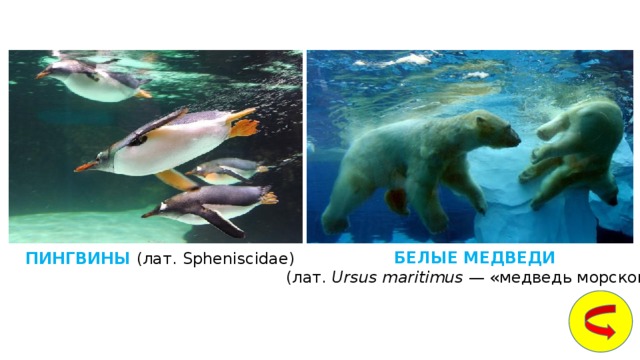 БЕЛЫЕ МЕДВЕДИ (лат.  Ursus maritimus  — «медведь морской») ПИНГВИНЫ (лат. Spheniscidae) 