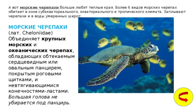 белые медведи водоросли рыбы кальмары крабы морские котики мелкие ракообразные и моллюски. Смотреть фото белые медведи водоросли рыбы кальмары крабы морские котики мелкие ракообразные и моллюски. Смотреть картинку белые медведи водоросли рыбы кальмары крабы морские котики мелкие ракообразные и моллюски. Картинка про белые медведи водоросли рыбы кальмары крабы морские котики мелкие ракообразные и моллюски. Фото белые медведи водоросли рыбы кальмары крабы морские котики мелкие ракообразные и моллюски