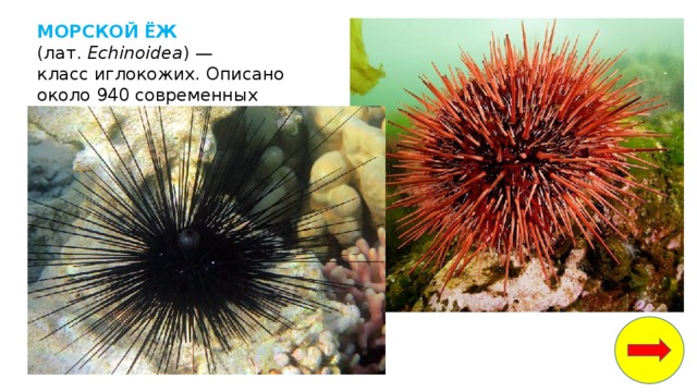 МОРСКОЙ ЁЖ (лат.  Echinoidea ) — класс иглокожих. Описано около 940 современных видов. 