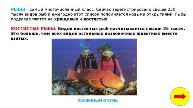 белые медведи водоросли рыбы кальмары крабы морские котики мелкие ракообразные и моллюски. Смотреть фото белые медведи водоросли рыбы кальмары крабы морские котики мелкие ракообразные и моллюски. Смотреть картинку белые медведи водоросли рыбы кальмары крабы морские котики мелкие ракообразные и моллюски. Картинка про белые медведи водоросли рыбы кальмары крабы морские котики мелкие ракообразные и моллюски. Фото белые медведи водоросли рыбы кальмары крабы морские котики мелкие ракообразные и моллюски