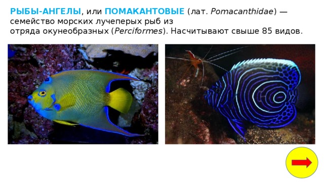 РЫБЫ-АНГЕЛЫ , или  ПОМАКАНТОВЫЕ  (лат.  Pomacanthidae ) — семейство морских лучеперых рыб из отряда окунеобразных ( Perciformes ). Насчитывают свыше 85 видов. 