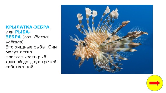 КРЫЛАТКА-ЗЕБРА , или  РЫБА-ЗЕБРА   ( лат .   Pterois volitans )  Это хищные рыбы. Они могут легко проглатывать рыб длиной до двух третей собственной. 