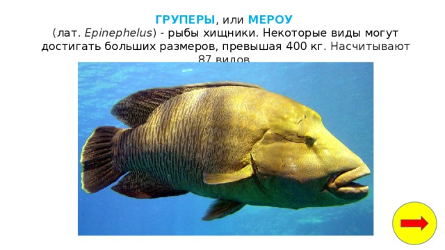 ГРУПЕРЫ , или  МЕРОУ   ( лат.   Epinephelus ) - рыбы хищники. Некоторые виды могут достигать больших размеров, превышая 400 кг. Насчитывают 87 видов.   