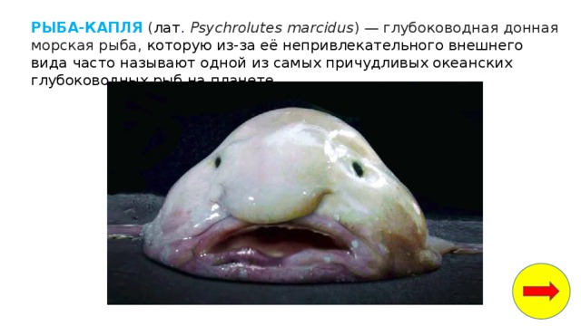 РЫБА-КАПЛЯ  ( лат .   Psychrolutes marcidus ) — глубоководная донная морская рыба, которую из-за её непривлекательного внешнего вида часто называют одной из самых причудливых океанских глубоководных рыб на планете.   