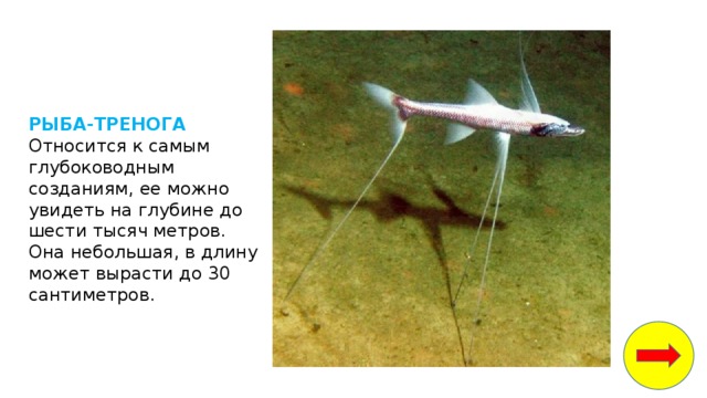 белые медведи водоросли рыбы кальмары крабы морские котики мелкие ракообразные и моллюски. Смотреть фото белые медведи водоросли рыбы кальмары крабы морские котики мелкие ракообразные и моллюски. Смотреть картинку белые медведи водоросли рыбы кальмары крабы морские котики мелкие ракообразные и моллюски. Картинка про белые медведи водоросли рыбы кальмары крабы морские котики мелкие ракообразные и моллюски. Фото белые медведи водоросли рыбы кальмары крабы морские котики мелкие ракообразные и моллюски