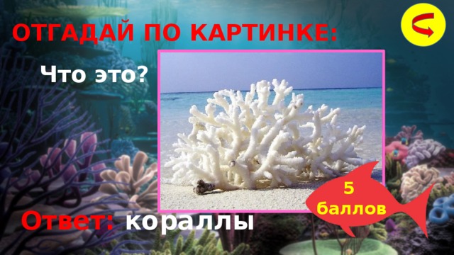 ОТГАДАЙ ПО КАРТИНКЕ: Что это? 5 баллов Ответ: кораллы 