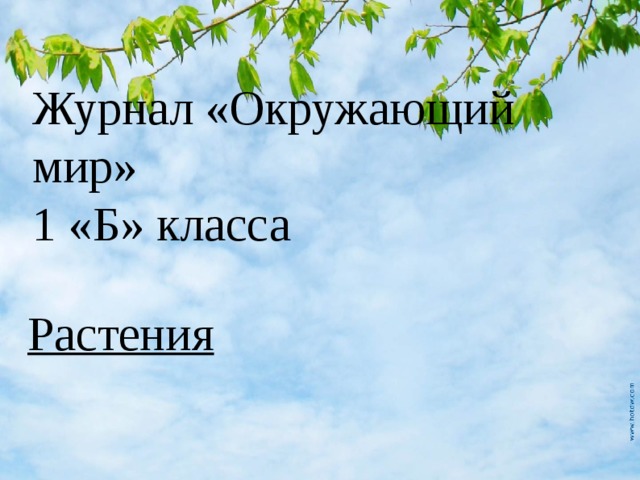 Журнал «Окружающий мир»  1 «Б» класса Растения 