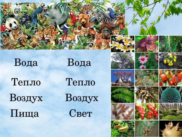 Вода Вода Тепло Тепло Воздух Воздух Пища Свет 