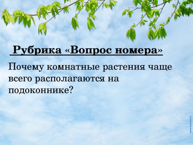  Рубрика «Вопрос номера» Почему комнатные растения чаще всего располагаются на подоконнике? 