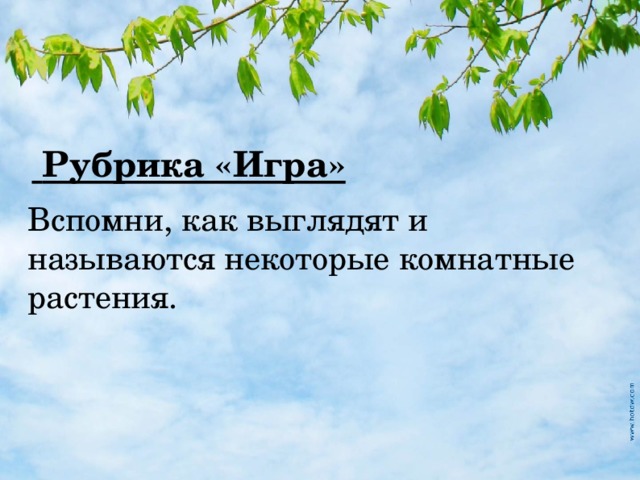  Рубрика «Игра» Вспомни, как выглядят и называются некоторые комнатные растения. 